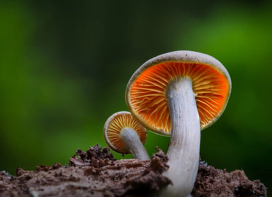 Exploring the Power of Mushrooms: A Deep Dive into Lion’s Mane, Shiitake, and Blue Oyster