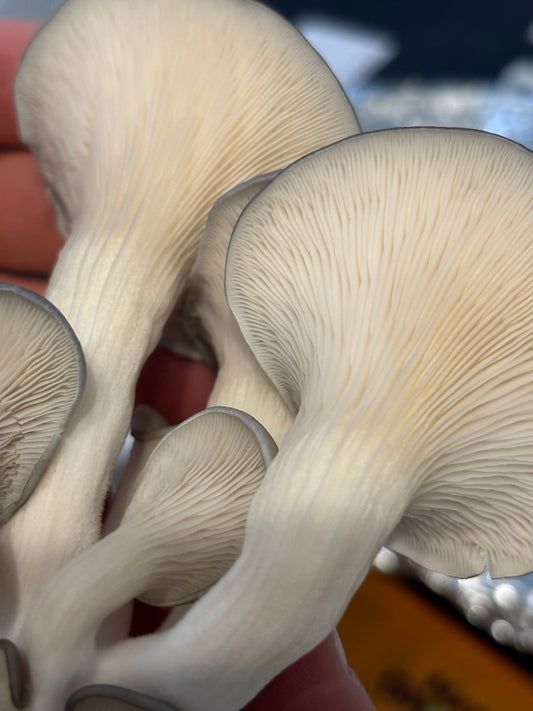 Creamy Garlic Blue Oyster Mushroom Pasta