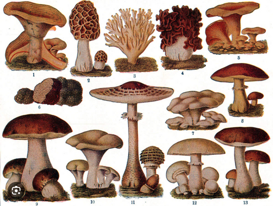 Mushroom 101: Glossary for Beginners and Other Resources