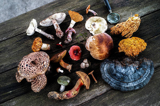 Culinary vs. Functional Mushrooms: What’s the Difference?
